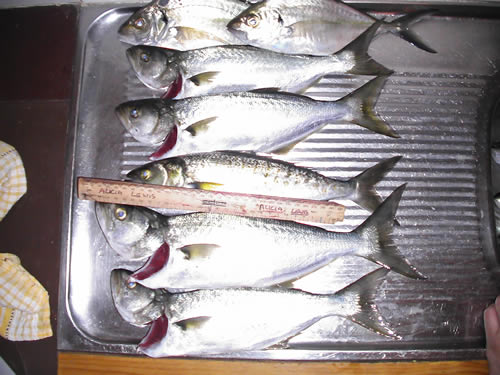 mandurah mix bag 2 mandurah mix bag 2